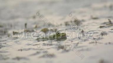 青蛙坐在沼泽里